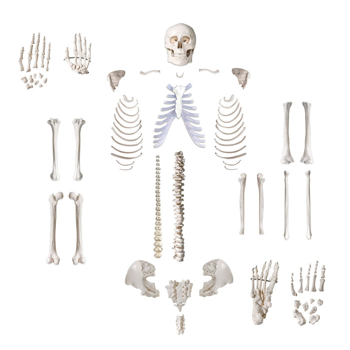 Anatomical Life Size Disarticualted Human Skeleton Model Open Box